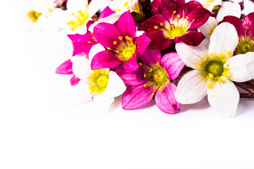 close-up of saxifraga bryoides or mossy saxifrage flowers with copy space. spring and summer border template . greeting and holiday card or postcard.