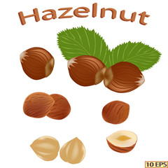 Hazelnut, filbert, hazel, cobnut. Hazelnut isolated on white background. Cobnut in realistic style. Vector illustration.