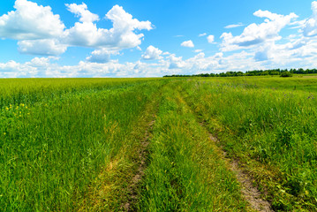 Country road among green grass in Russia
