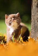 BKH Katzenbaby am Baum im Herbst