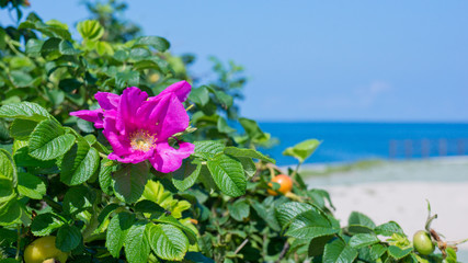 Obraz na płótnie Canvas 海辺に咲く花