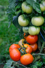 Wet green and red tomatoes growing in a garden.
