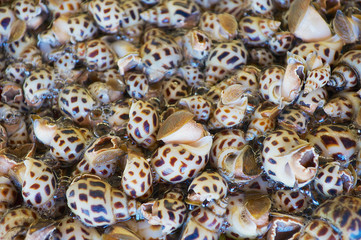 Clam at the seafood market in Hong Kong, China.