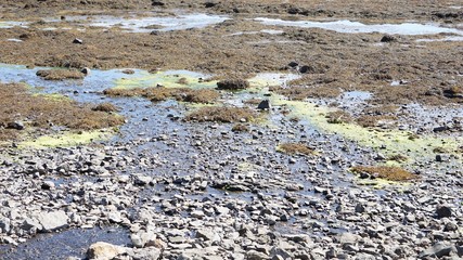Küsten-Landschaft in den Westfjorden, Island