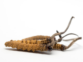 close up Ophiocordyceps sinensis (CHONG CAO, DONG CHONG XIA CAO) or mushroom cordyceps this is a herbs. Medicinal properties in the treatment of diseases.