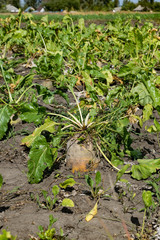 Sugar beets