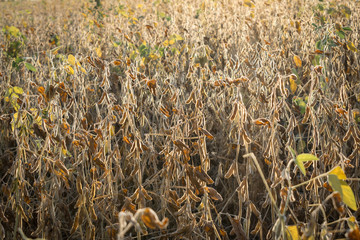 Soybeans on the field