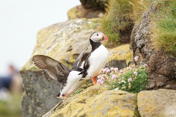 Papageientaucher an den Klippen von Latrabjarg - Westfjorde / Island