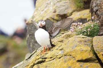 Papageientaucher an den Klippen von Latrabjarg - Westfjorde / Island