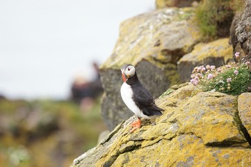 Papageientaucher an den Klippen von Latrabjarg - Westfjorde / Island