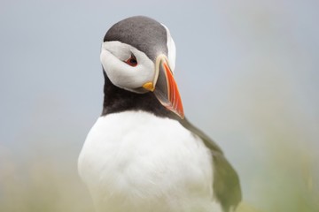 Papageientaucher an den Klippen von Latrabjarg - Westfjorde / Island