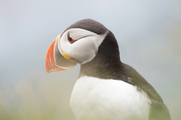 Papageientaucher an den Klippen von Latrabjarg - Westfjorde / Island
