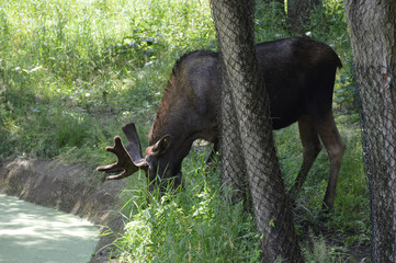 Moose in the woods