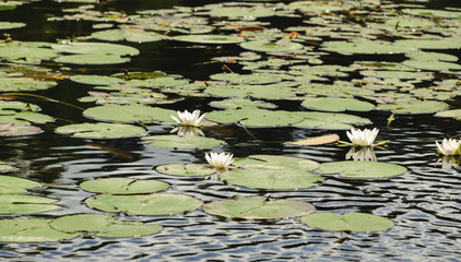 White water lilies on the surface of the lake