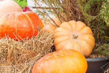 Autumn pumpkin close-up
