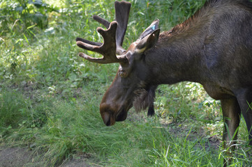 Fototapeta premium Łoś w lesie