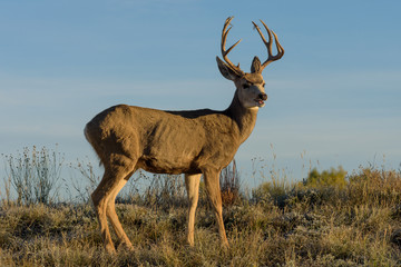 Mule Deer Buck on the High Plains of Colorado