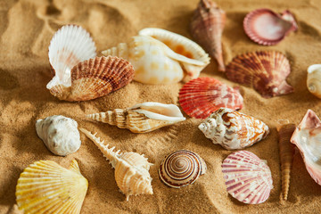 shells on the sand