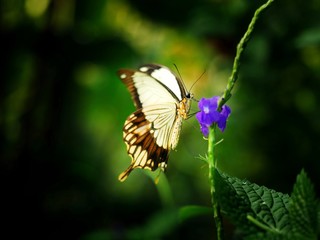 Papillon blanc butinant une fleur bleue