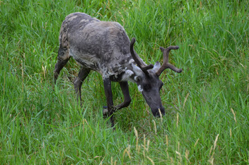 Caribou in the grass