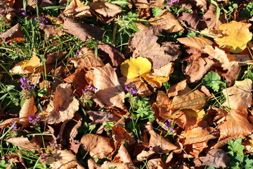 Buntes Laub/ Herbstlaub auf der grünen Wiese