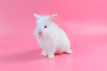 white fluffy rabbit on pink background, little white bunny