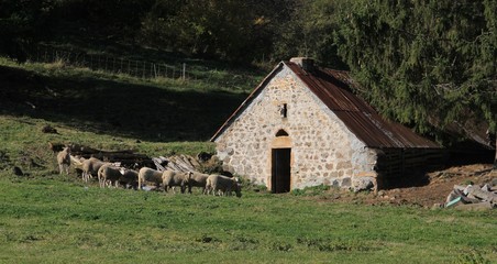 Fototapeta premium bergerie en Auvergne