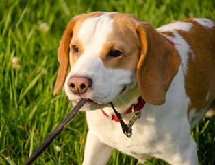 Stubborn beagle puppy misbehaving and pulling its leash with its teeth (selective focus on the...