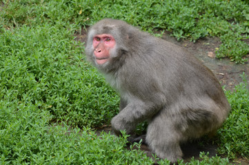 Snow Monkey in the outdoors