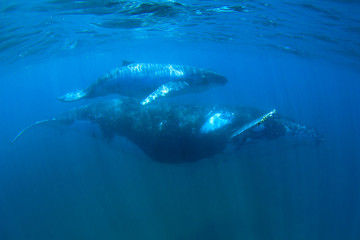 Obraz premium Humpback Whales mother and calf