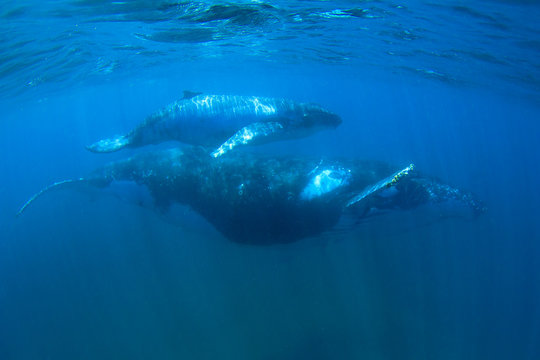 Humpback Whales mother and calf