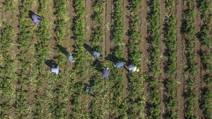 Vista aerea di contadini e agricoltori mentre lavorano in un campo coltivato a carciofi tra le campagne italiane