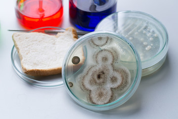Testing Fungus from bread in Petri dishes and medicine for education in laboratories.
