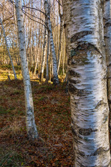 Birch forest