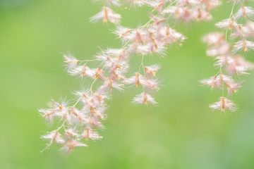 beautiful spring or summer nature background with fresh grass