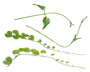 vine plants set  isolate on white background, clipping path