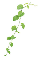 vine plants isolate on white background, clipping path