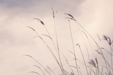 Obraz premium beautiful spring or summer nature background with fresh grass