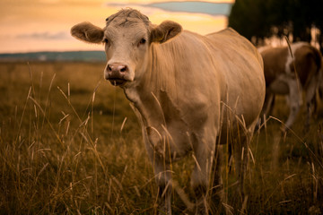 Cow in sunset