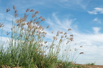 beautiful spring or summer nature background with fresh grass