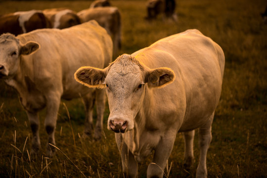 Cow in sunset