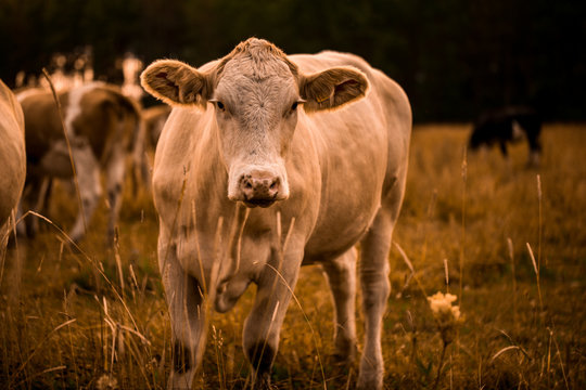 Cow in sunset