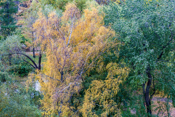 Bright yellow foliage of trees in the city autumn park
