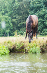 horse near the river in the rain