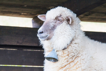head of shep with bell