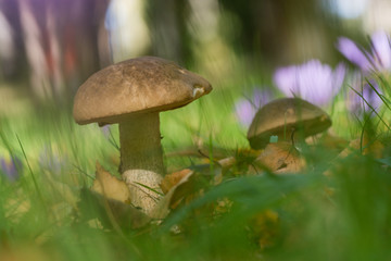 Wild mushrooms