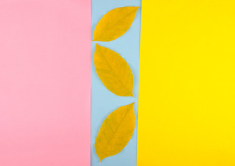 Three autumn leaves in a row on a multicolored paper background, minimal concept (flat lay, top view)