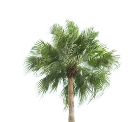 Velvet curtains Palm tree palm tree isolated on white background