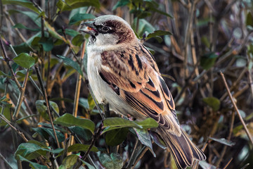 House Sparrow