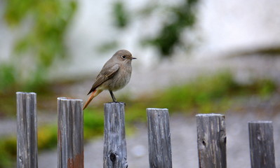 Rotschwänzchen